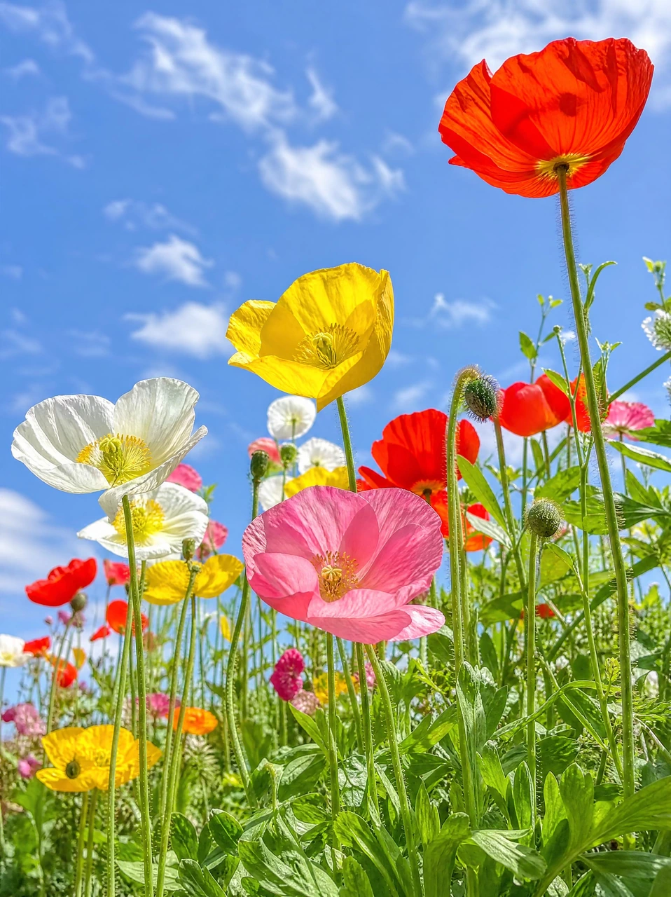 A cheerful low-angle floral scene with red, yellow, pink, and white flowers blooming beneath a clear blue sky, ideal for spring backgrounds, wallpapers, and seasonal visuals.